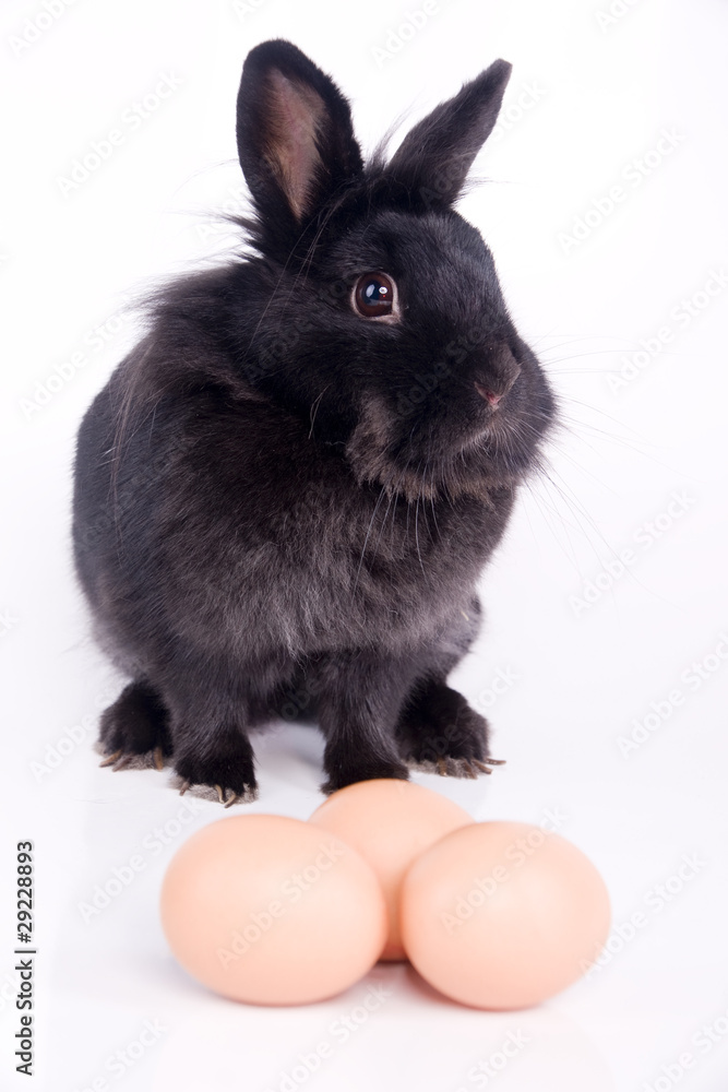 Obraz premium lapin noir et oeufs - pâques