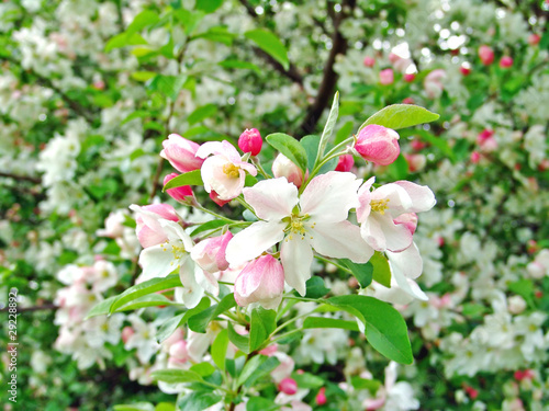 Spring background with apple tree rose flower.