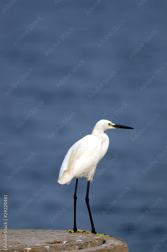 Egret Egret