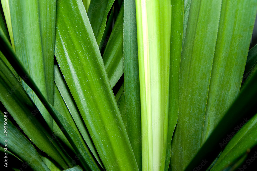 Yucca Yucca