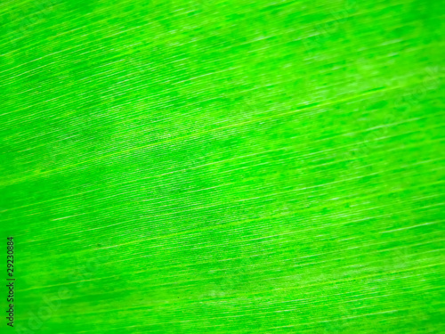 Palm leaf