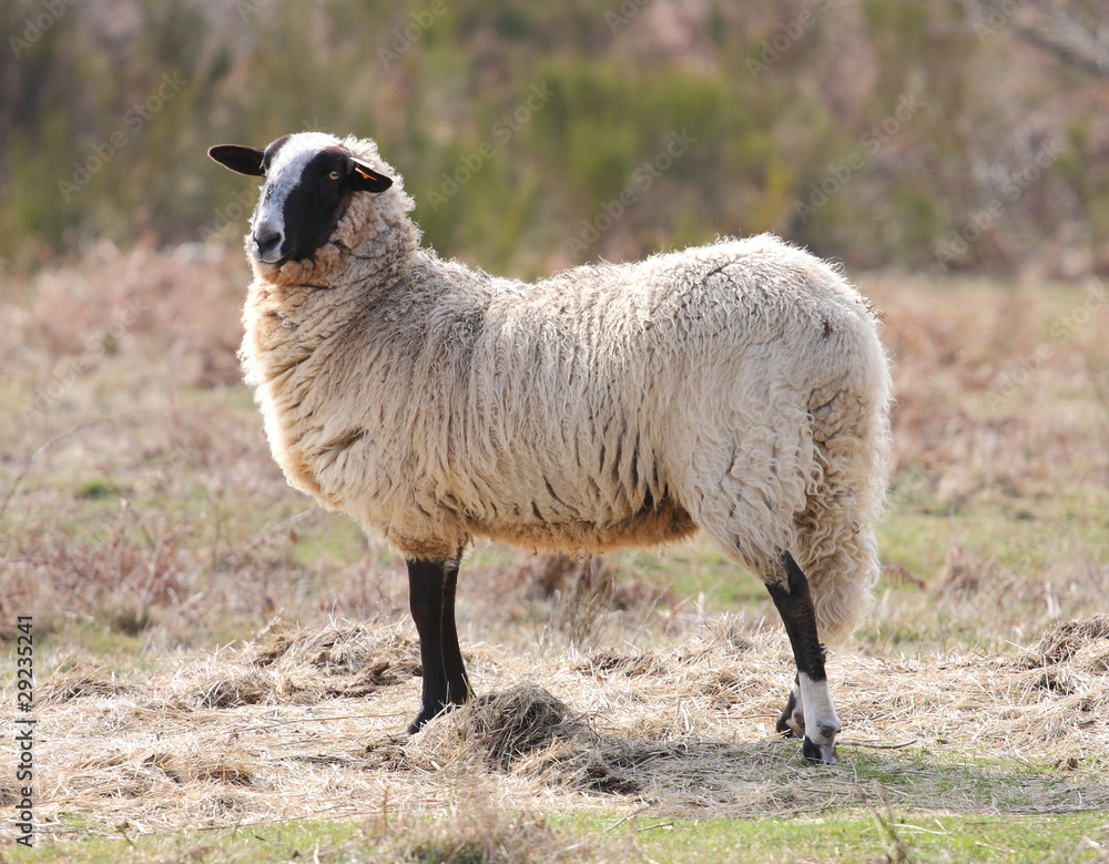 Mouton à tête noire Photos Adobe Stock
