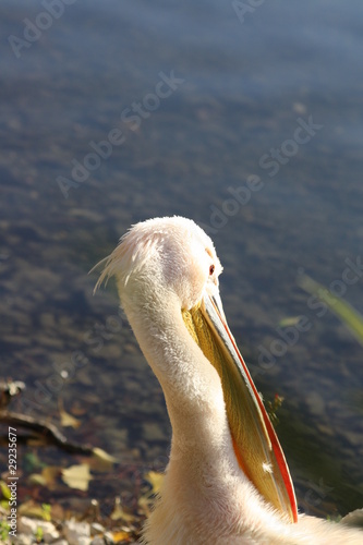 Pink pelican photo