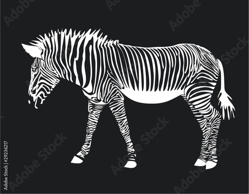 Zebra