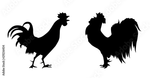 vector silhouette of the cock on white background