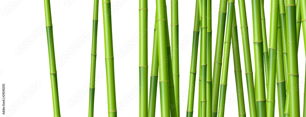Obraz premium Bambusowe drzewa na białym tle 2