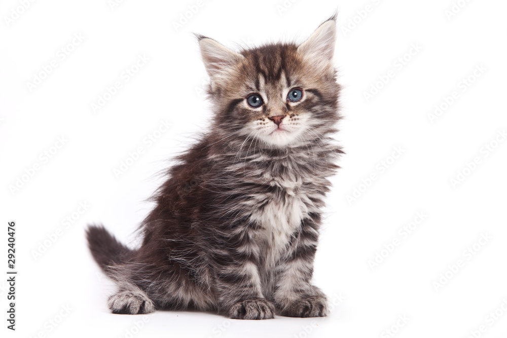 Obraz premium Siberian cat isolated on white