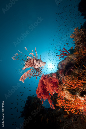 Lionfish and tropical underwater life in the Red Sea.
