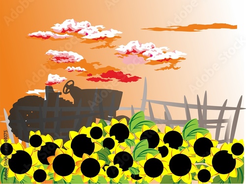 girasoles