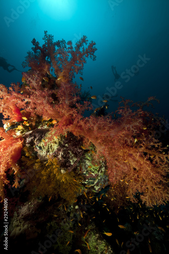 Fototapeta Naklejka Na Ścianę i Meble -  Divers and tropical underwater life in the Red Sea.