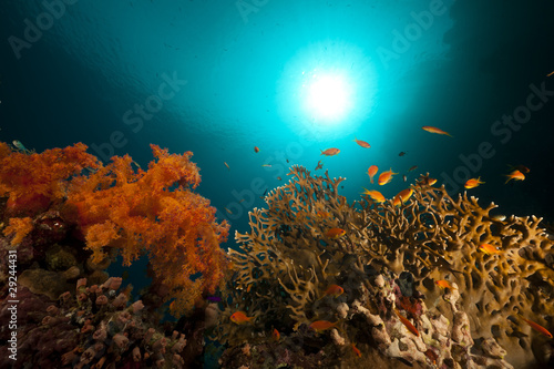 Tropical underwater life in the Red Sea. © stephan kerkhofs