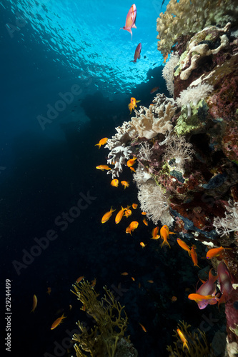 Fototapeta Naklejka Na Ścianę i Meble -  Tropical underwater life in the Red Sea.