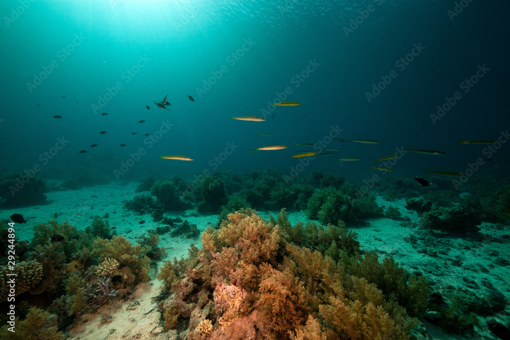 Cigar wrasses and tropical underwater life in the Red Sea. Cigar wrasses and tropical underwater life in the Red Sea.