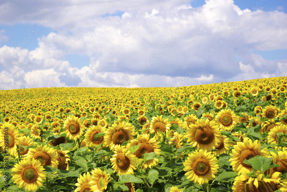 Obraz premium sunflower