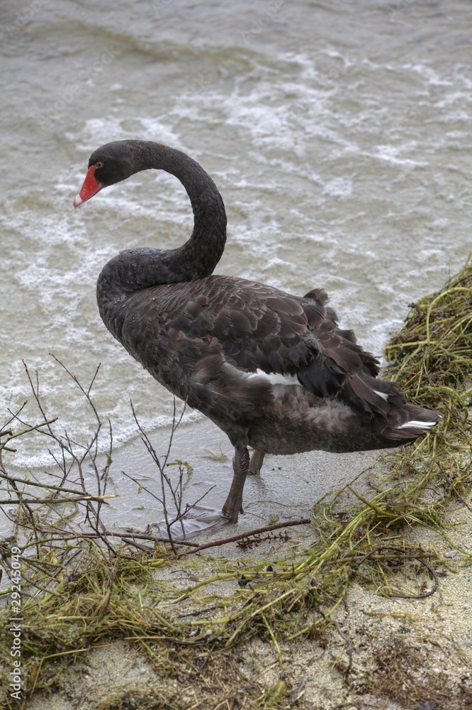 Obraz premium Schwarzer Schwan, typisch für Rotorua / Neuseeland