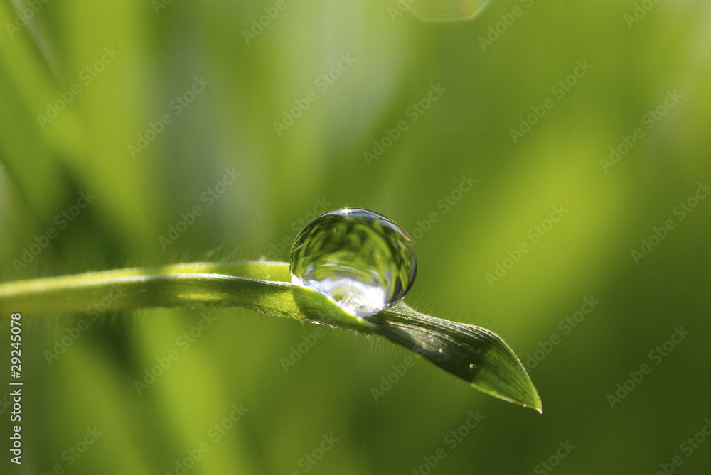 drop on grass drop on grass