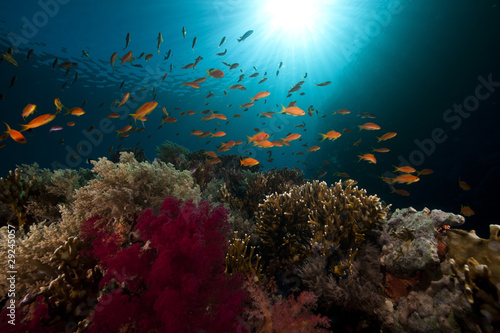 Fototapeta Naklejka Na Ścianę i Meble -  Tropical underwater life in the Red Sea.