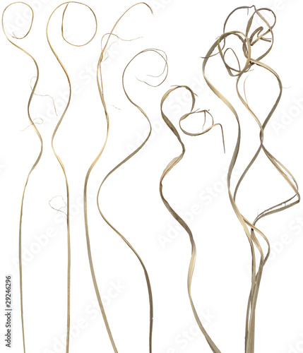 Curly Sticks