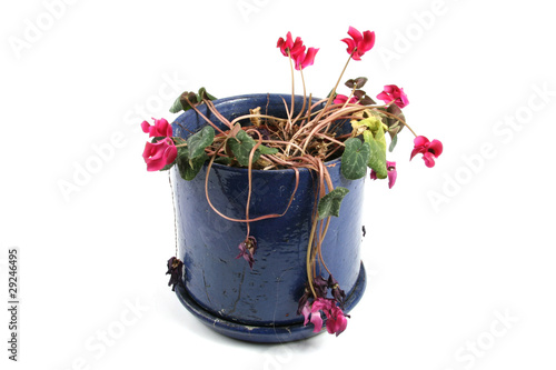 Canvas Print flowerpot of wilted flowers