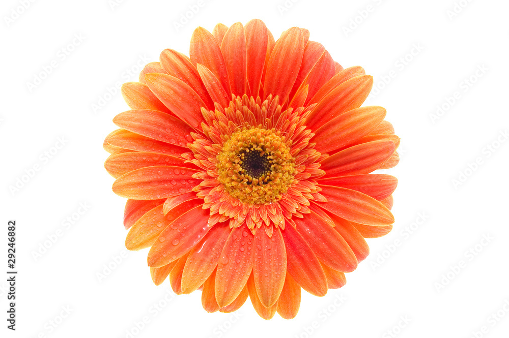 Orange flower on isolated white background Orange flower on isolated white background