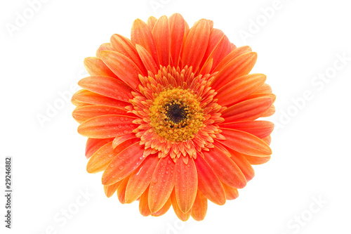 Orange flower on isolated white background