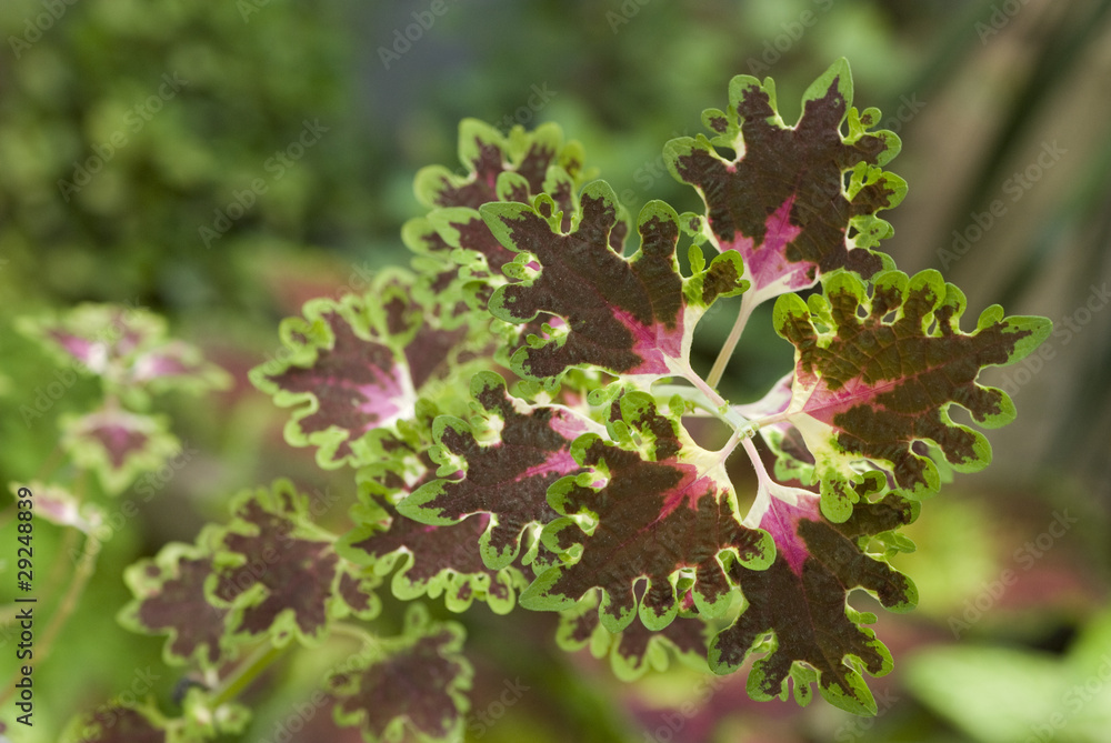 Coleus Inky Fingers Coleus Inky Fingers