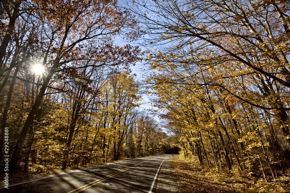 Autumn Trees Autumn Trees