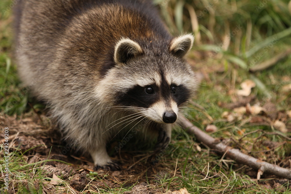 Waschbär Waschbär