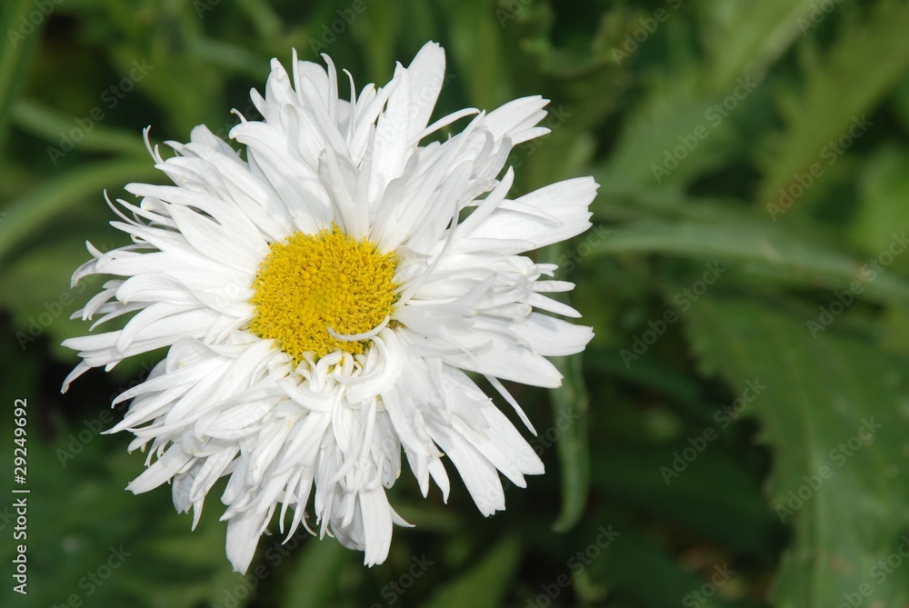 Fototapeta premium White daisy