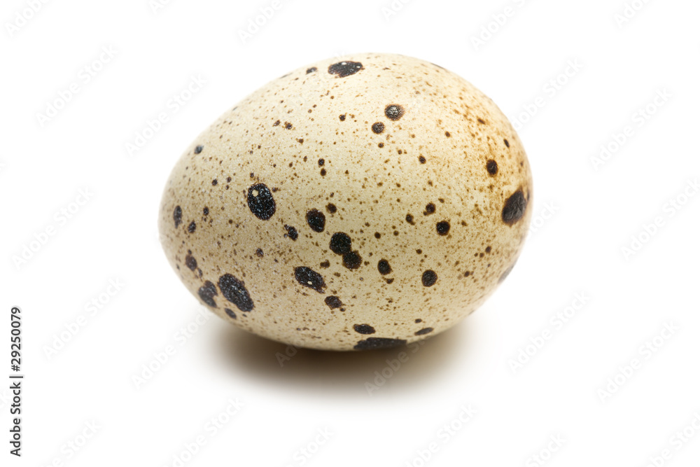 quail egg on white background quail egg on white background