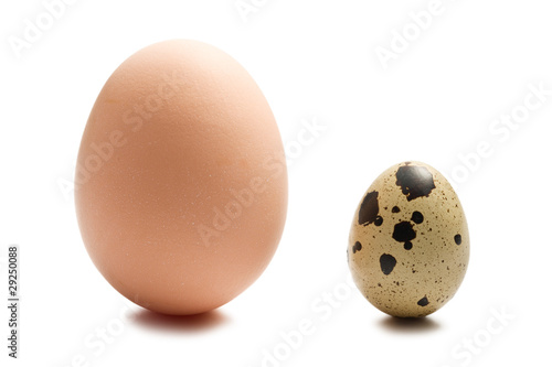 Fotografia chicken and quail eggs on white background