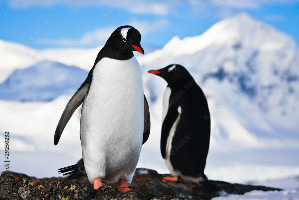 Fototapeta premium penguins dreaming on a rock
