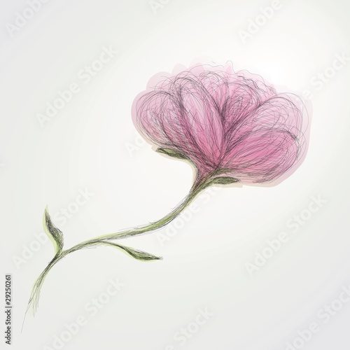 Flower Rose / realistic sketch