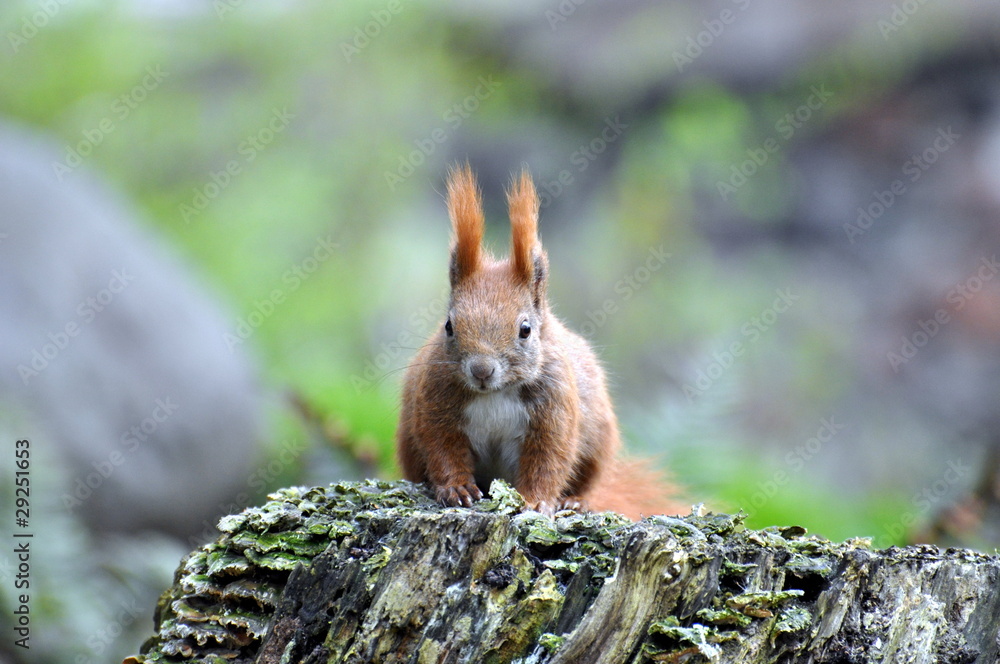 Obraz premium Eichhörnchen