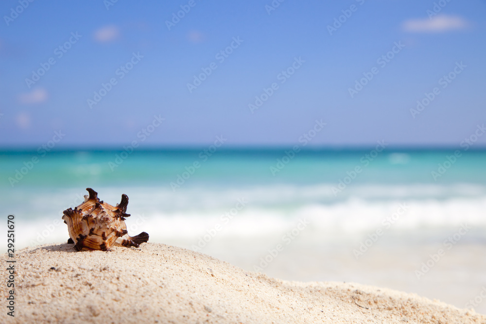 Murex Endivia sea shell on a beach Murex Endivia sea shell on a beach