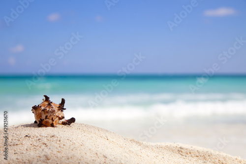 Murex Endivia sea shell on a beach
