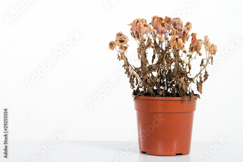Fototapeta Naklejka Na Ścianę i Meble -  dead flowers
