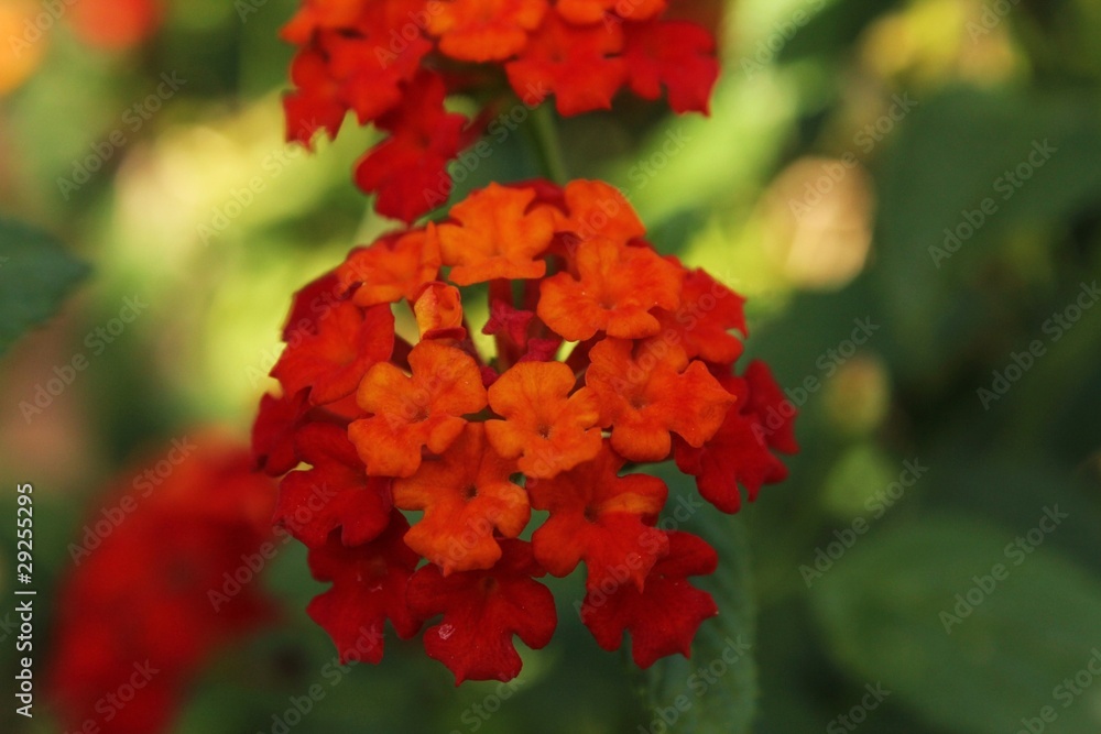 flower flower