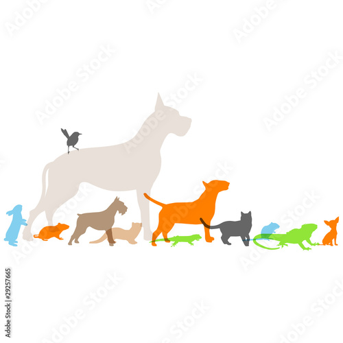 nouveaux animaux de compagnie