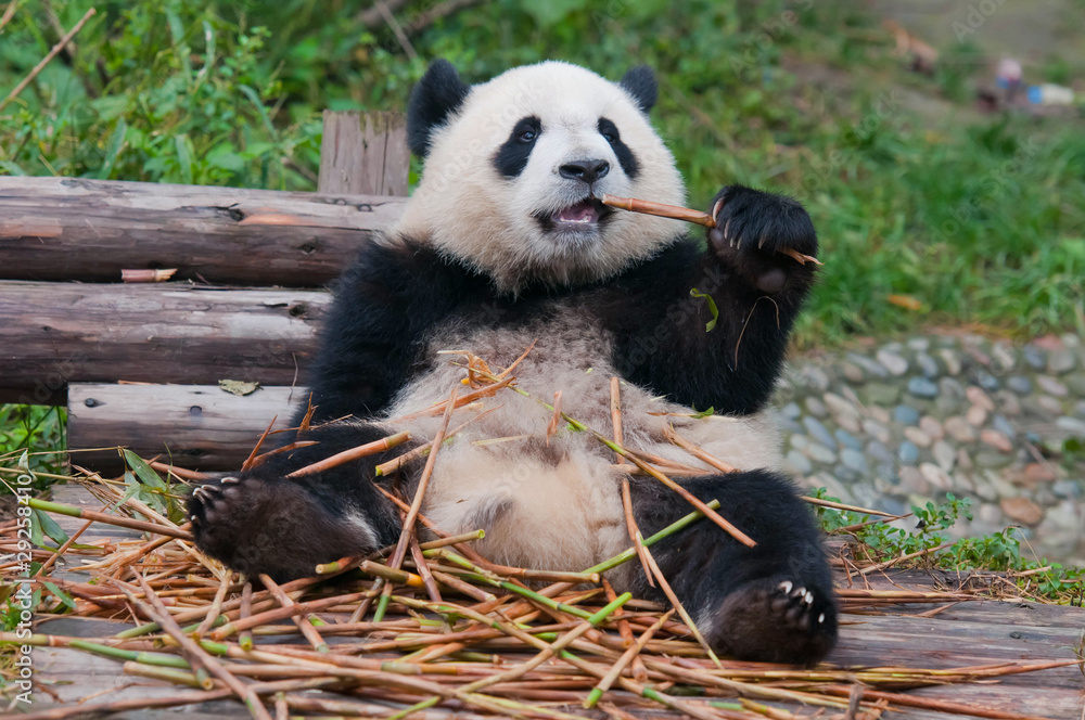Fototapeta premium Giant panda posing for camera and eating bamboo