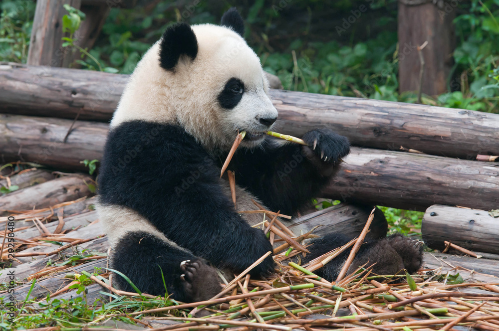 Fototapeta premium Giant panda eating bamboo