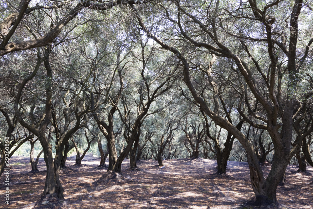 Olivar Olivar