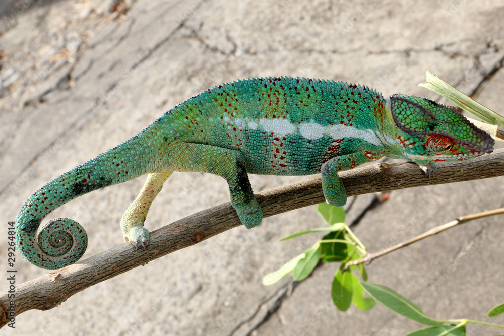 Fototapeta premium caméléon vert sur branche, chamaeleo pardalis, Réunion