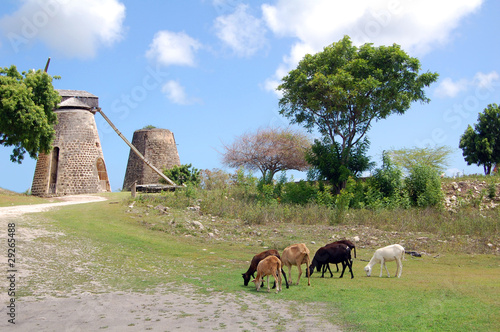 Betty's hope plantation