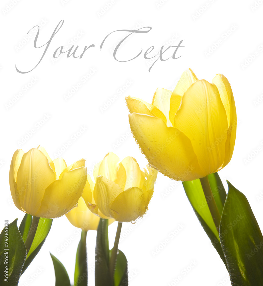 Naklejka premium flowers tulips in the sunlight