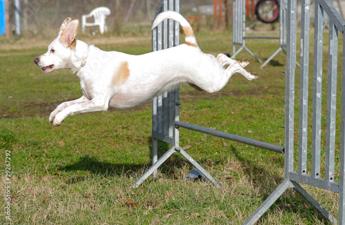 agility dog agilitydog