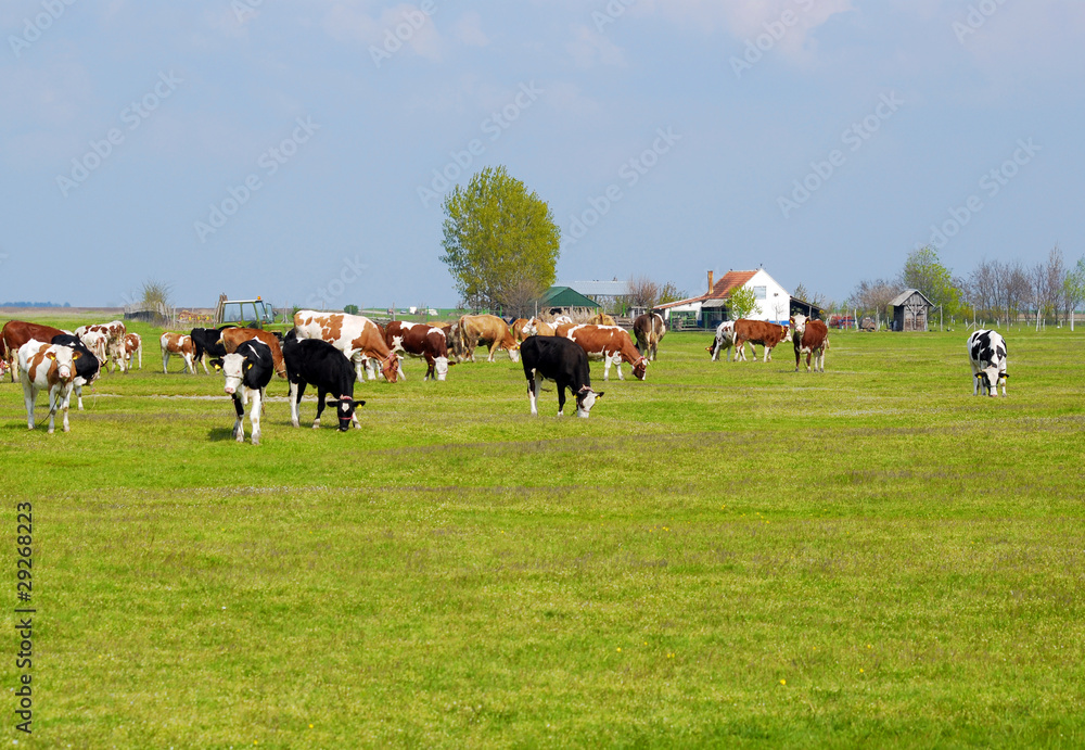 little farm with cows in pasture little farm with cows in pasture