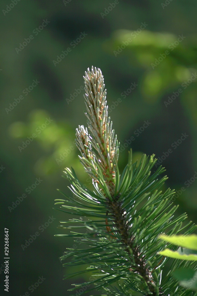 Trieb eines Fichtesastes Trieb eines Fichtesastes