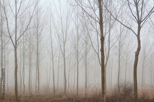 winter forest mist