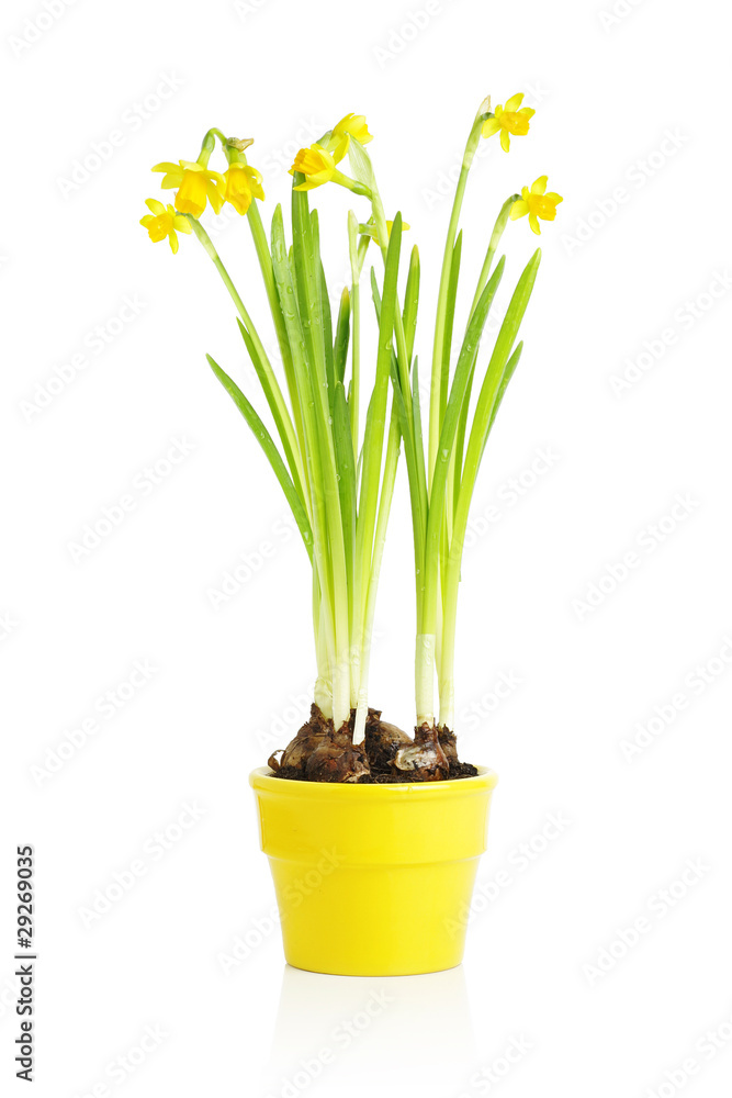 Daffodil flower in yellow pot Daffodil flower in yellow pot